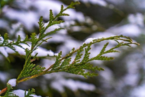 Selective focus on a branch of thuja (Thuja occidentalis) in winter covered with snow, Close-up of
