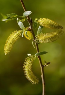 Common white willow, common silver willow, head willow, salix alba, white willow, flora, high size,