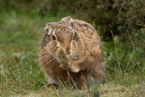 European brown hare (Lepus europaeus) adult animal in grassland, England, United Kingdom
