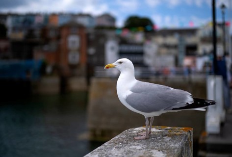 Seagull, Herring Gull (Larus argentatus) perched on a quay wall, harbour, Fairmouth, Cornwall,