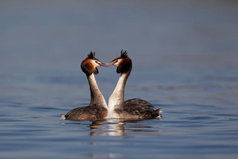 Great crested grebe (Podiceps cristatus) two adult birds performing their love courtship display on