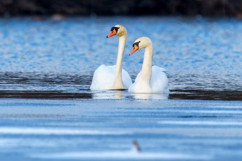 Mute Swan (Cygnus olor), wildlife, Germany, A pair of swans glide peacefully across the blue waters