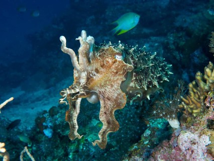 Broad-armed cuttlefish (Sepia latimanus) swimming amongst the coral at the Close Encounters dive
