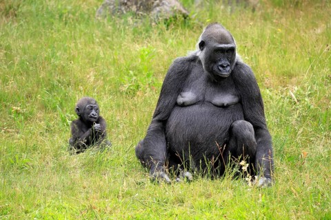 Western gorilla (Gorilla gorilla), adult, female, mother, young, sitting, eating, meadow