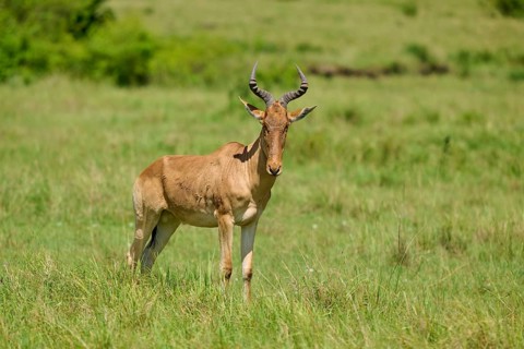 An antelope stands in the green grasslands under a sunny sky: a gnu or hartebeest (Alcelaphus