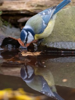 A blue tit at a watering hole in the forest, North Rhine-Westphalia, Germany