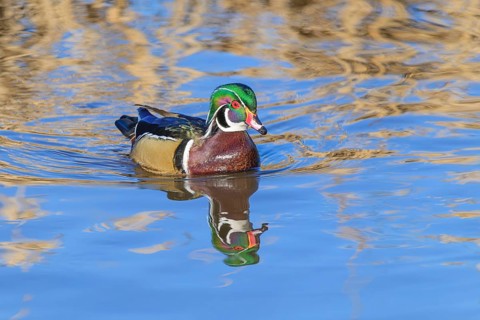 Male Wood Duck, (Aix sponsa), Burnaby Lake Regional Park, Burnaby, British Columbia, Canada