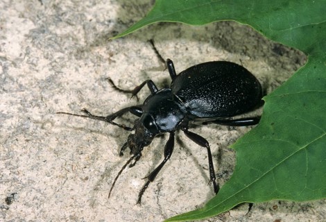 Carabus coriaceus, leather beetle, beetle, insects, beetles