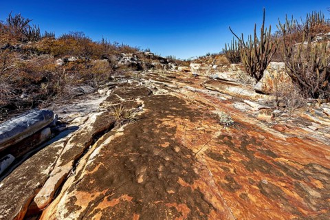 Rust-colored, rocky desert landscape with cacti and clear sky, the thornshrub savanna in the