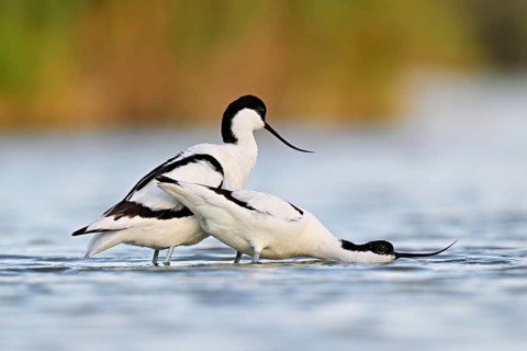 Avocet (Recurvirostra avosetta), a pair courting in shallow water, Camargue Regional Nature Park,