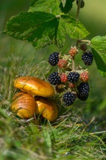 Blackberry, real blackberry, yellow bolete, golden yellow larch bolete, goldcap, goldröhrling,