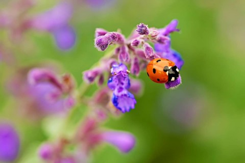 Seven-spot ladybird (Coccinella septempunctata), on a catmint (Nepeta fassenii) flower, Meienberg,