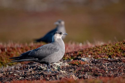 Arctic hunter, arctic skua, arctic tern, Norway, parasitic hunter, parasitic skua, parasite