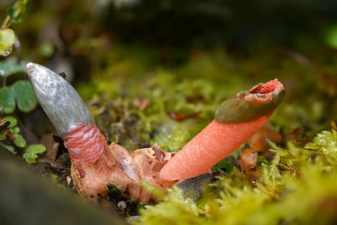 Corynites brevis, Corynites ravenelii, raspberry-red dog rod, mutinus brevis, mutinus ravenelii,