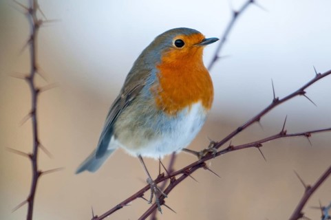 Erithacus rubecula, robin, robins, birds, passeri, songbirds, birds