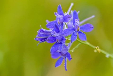 Field larkspur, consolida regalis, field larkspur, forking larkspur, buttercup family,