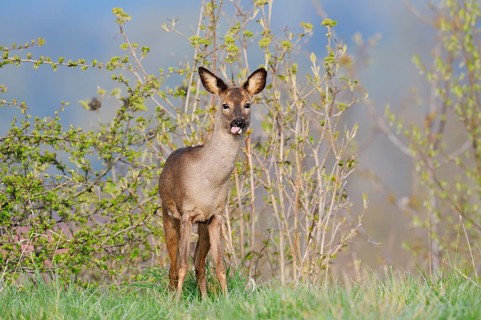 European roe deer (Capreolus capreolus), female roe deer in spring, North Rhine-Westphalia, Germany