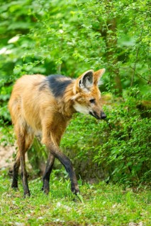 Maned wolf (Chrysocyon brachyurus) walking around, Germany