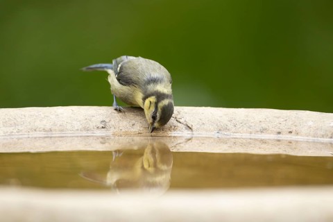 Blue tit (Cyanistes caeruleus) adult garden bird drinking from a water bird bath, England, United