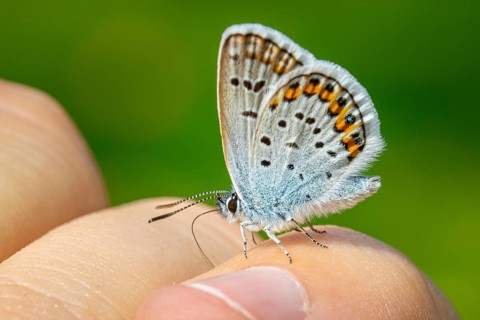 A small butterfly, a blue (Lycaenidae), is perched on a finger against a blurred green background,