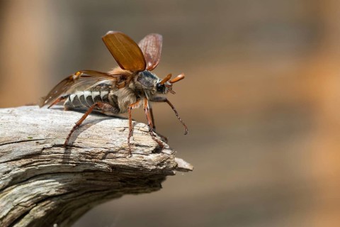 Leaf horn beetle, field may beetle, common may beetle, may bug, melolontha melolontha,