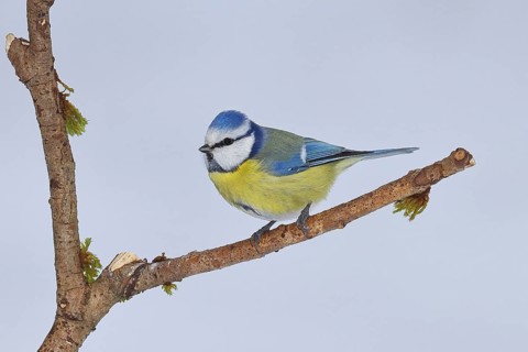 Blue Tit (Parus caeruleus), perched on a branch covered in lichen, Wilnsdorf, North