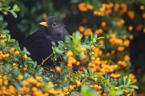 Eurasian blackbird (Turdus merula) adult male garden bird in a berry filled Pyracantha bush in