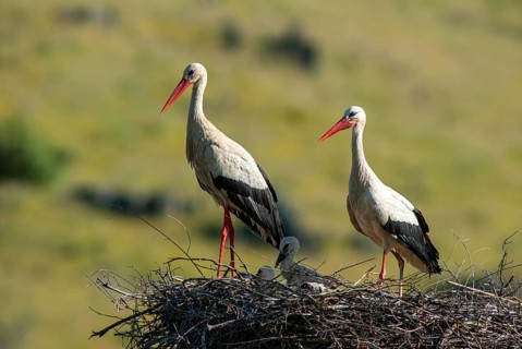 Ciconia ciconia, white stork, birds, ciconiiformes, extremadura, nest, walking birds, Spain, wading