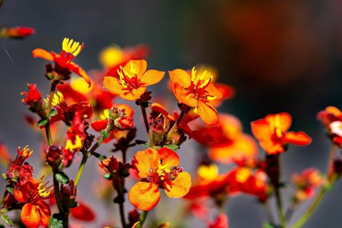 Bright orange flowers against a blurred background, a radiant and vibrant spring atmosphere, bright
