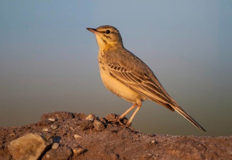 2009, Anthus Campestris, Brachpieper, Brandenburg, Germany, Grünhäuser See, Nabu, national natural