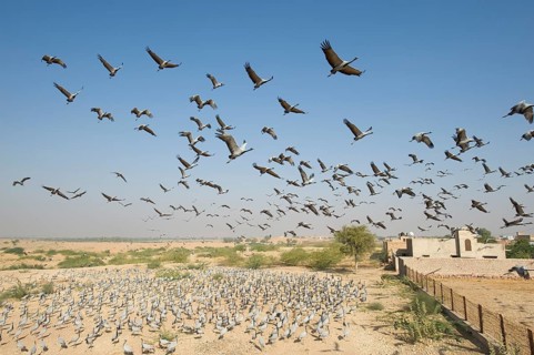 Maiden crane over the dunes of the West Indian Desert, India. Demoiselle Crane over a Dune in the