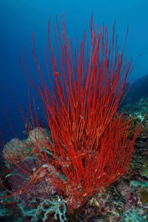 Tall red corals, shrub gorgonians, and rod gorgonians (Ellisella ceratophyta) in a living marine