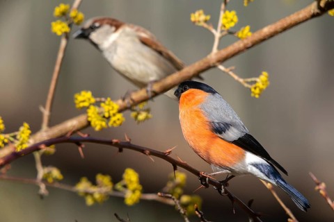 Bullfinch, Bullfinch, Pyrrhula Pyrrhula, Birds, Bullfinch, Male, Passeri, Songbirds, Birds