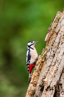 Great spotted woodpecker (Dendrocopos major) sitting on an old wrotten tree trunk in late summer,