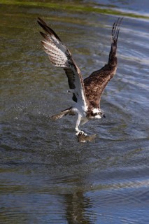 Western osprey (Pandion haliaetus) fishing, Finland