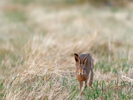 A brown hare (Lepus europaeus) runs towards the photographer across a meadow, Solms, Hesse, Germany