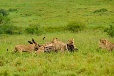 Lions have brought a buffalo to the ground and are fighting in the savannah: lion (Panthera leo),