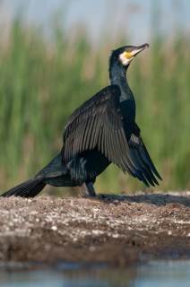 Black shag, cormorant, phalacrocorax carbo, birds, high size, portrait format, pelecaniforms,