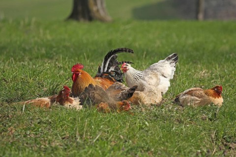 Domestic chicken (Gallus gallus domesticus) organic farming, free-range chickens and rooster
