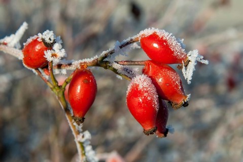 Dog rose, pink canina, dog rose, flora, fruits, dogrose, plants, hoarfrost, rime, winter