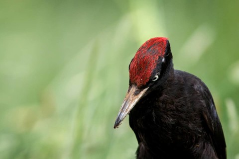 Black woodpecker (Dryocopus martius), male on forest, Castile and Leon, Spain