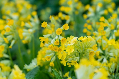 Close-up of yellow flowers Primula macrocalyx is a perennial herbaceous plant, a species of the
