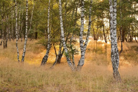 Weeping birches (Betula pendula) in heathland, backlit, Westruper Heide, North Rhine-Westphalia,