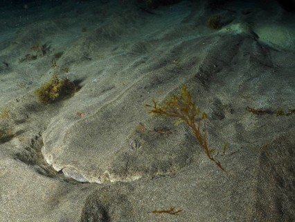 Angelfish shark (Squatina squatina) rests at night, well camouflaged, on the sandy seabed dotted