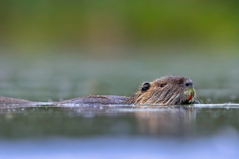 Coypu, nutria (Myocastor coypus) swimming in pond, invasive rodent in Europe, native to South