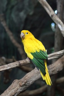 A yellow and green parrot perched on a branch in a natural setting, the golden parakeet (Guaruba