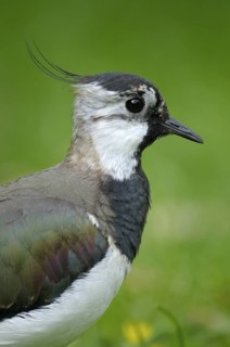 Kiebitz (Vanellus vanellus), Lapwing, Portrait, Mai, captive, Zoo, Nordrhein-Westfalen, Deutschland