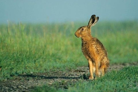 Animals, mammals, hare, hares, brown hare, brown hares in a meadow, (Lepus europaeus)