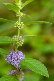 Field mint, field mint, grain mint, flora, high size, portrait format, mint, orn mint, plants, wild