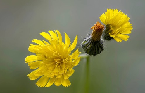 Asteraceae, European hawkweed, hawkweed, hieracium lactucella, daisy, pilosella lactucella, flora,